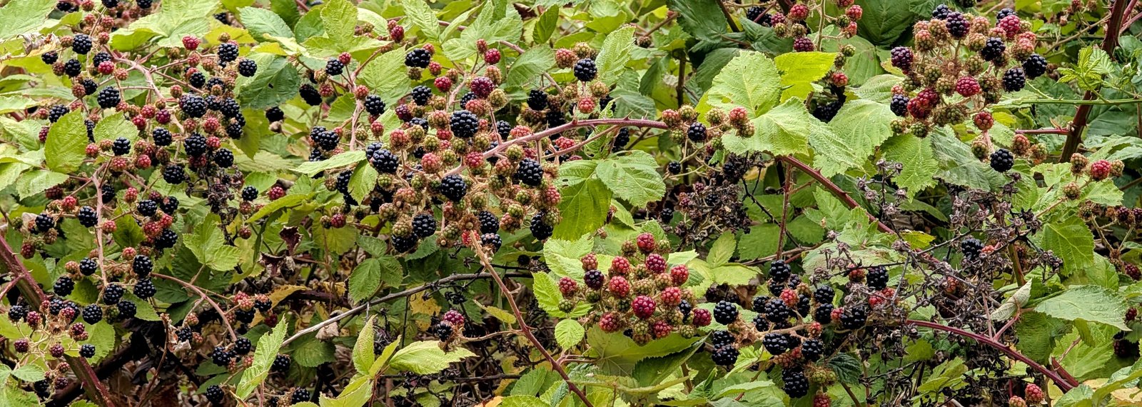 Wild blackberry bushes along a path with berries in various stages of ripeness from red to deep purple