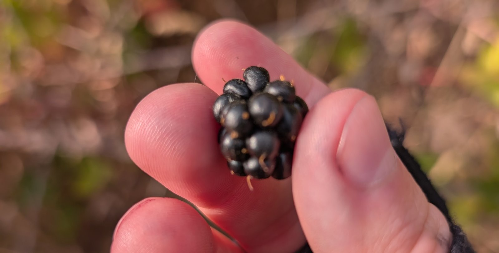 Hand holding a single perfectly ripe blackberry